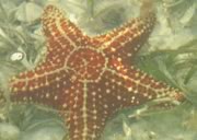 Kayaking photos - Florida starfish