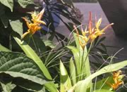 Kayaking photos - Florida tropical flowers